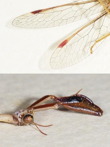 Réf. 309 663 : Mantispa styriaca